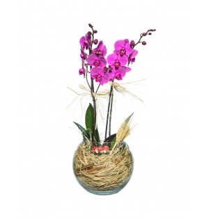 Akvaryum Vazoda 2 Dal Mor Orkide Çiçeği